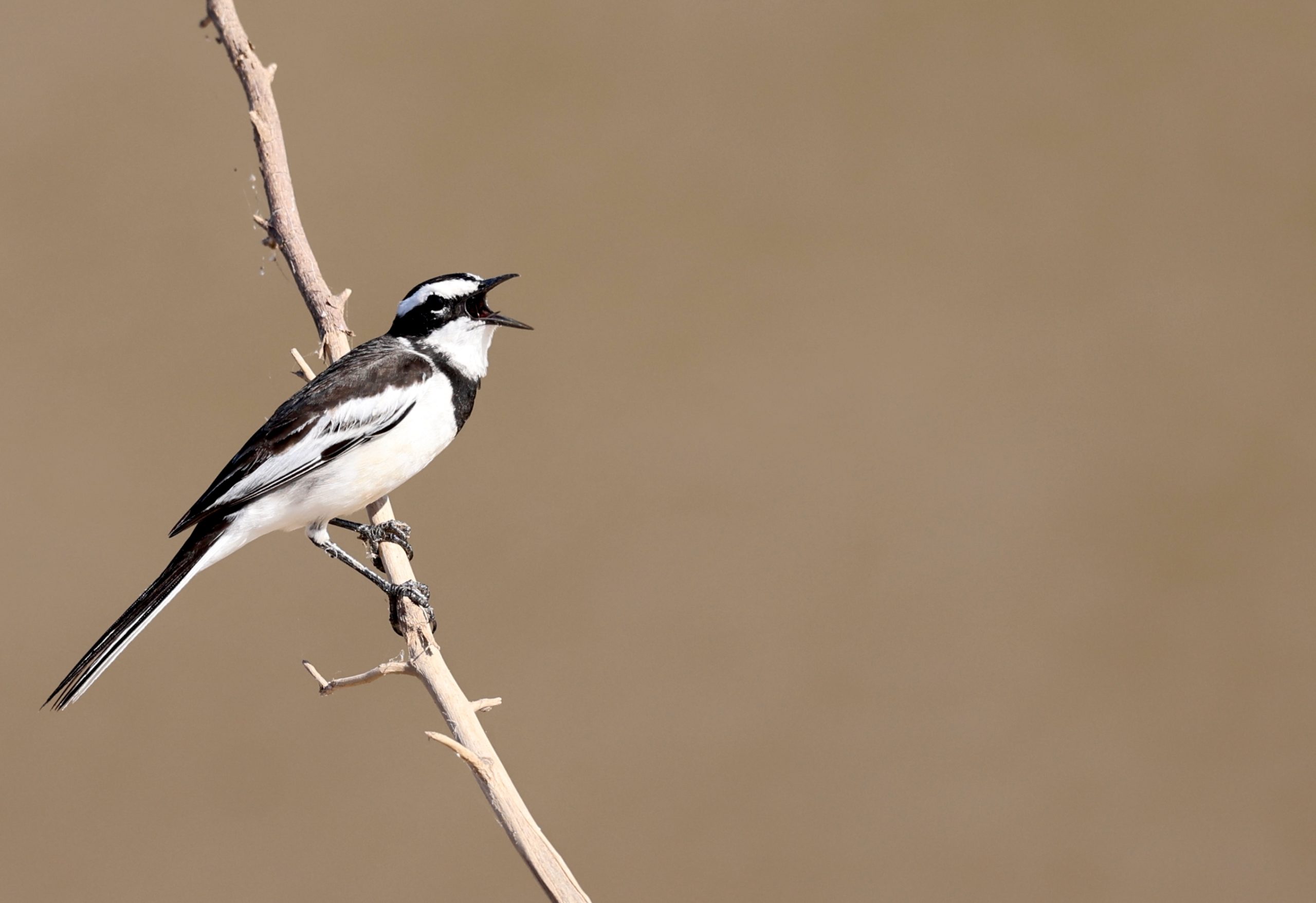 Black-billed Capercaillie, 黑嘴松鸡, Tetrao urogalloides