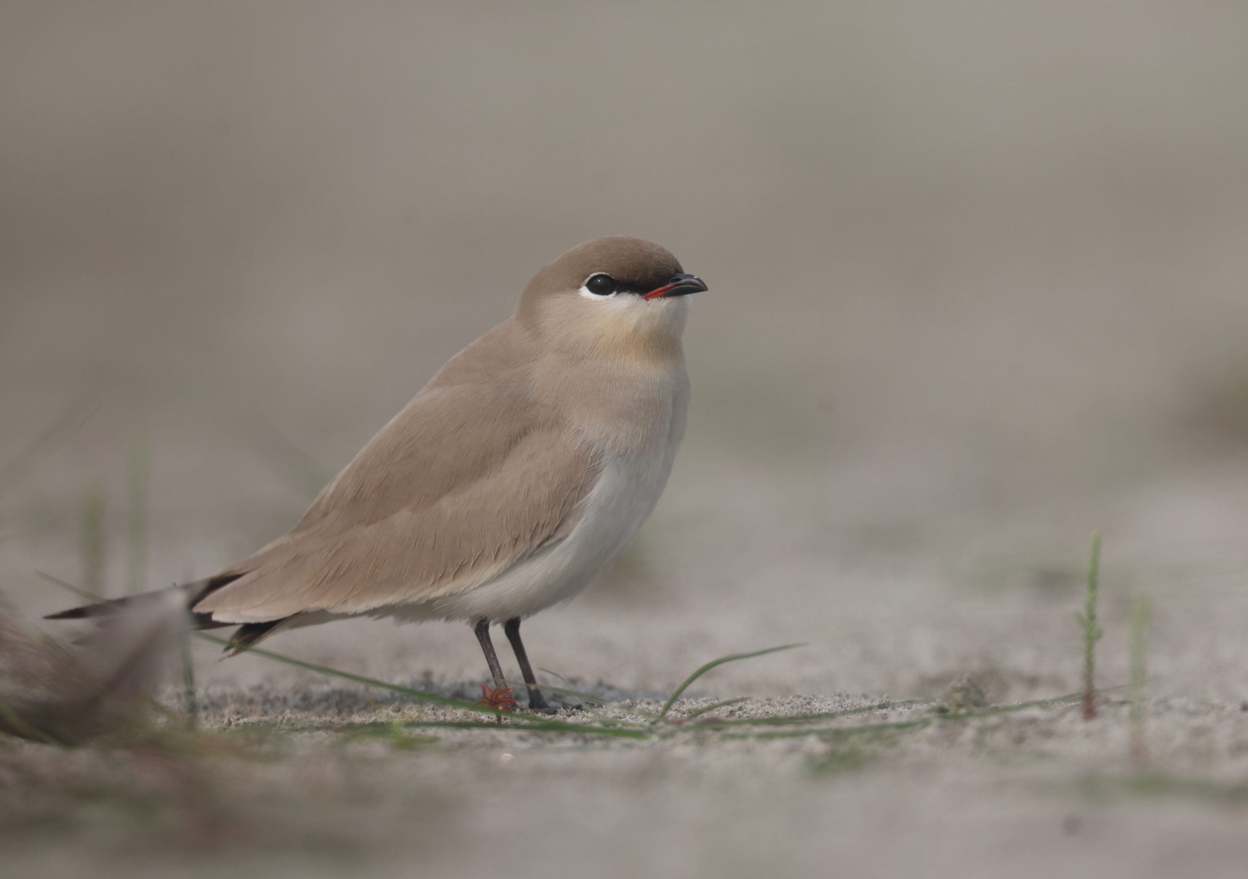 Black-billed Capercaillie, 黑嘴松鸡, Tetrao urogalloides